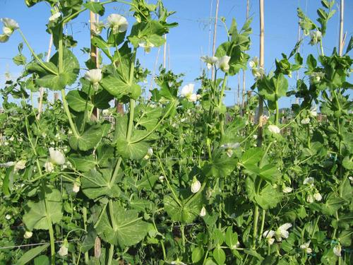 Pèsol Garrofal de Llavaneres