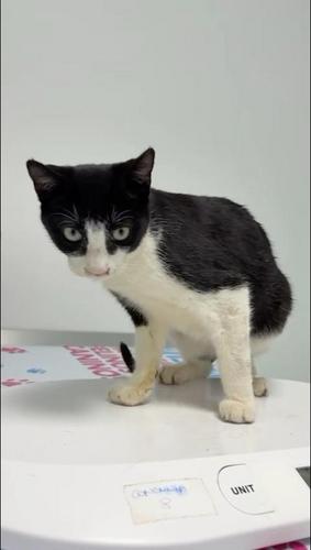 En Neo busca casa d'acollida