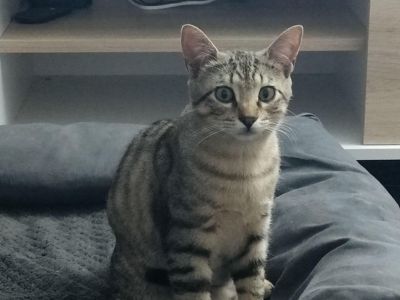 LEO