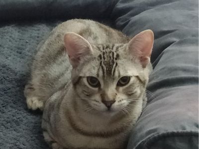 ZUMI