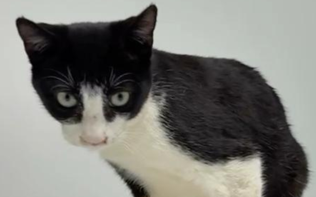 En Neo busca casa d'acollida