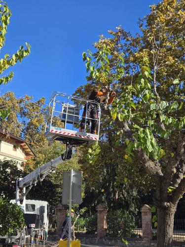 Campanya de poda 2025